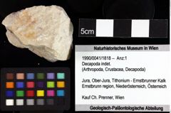 Foto (Objket + Etiketten) von Cracensigillatus acutirostrus (Moericke, 1889) 